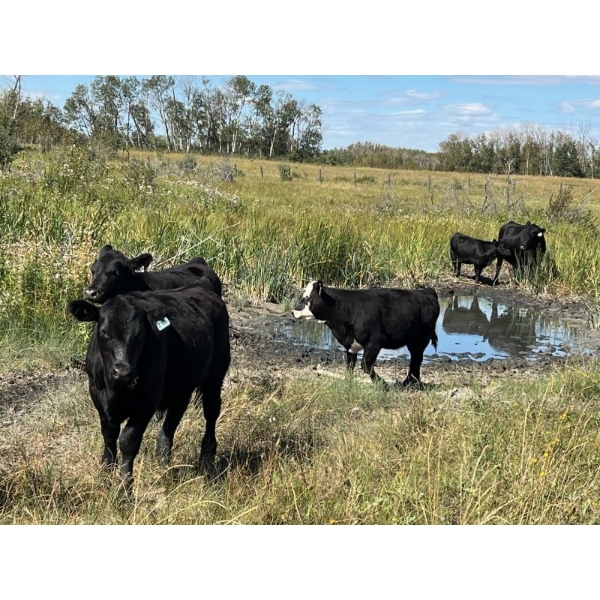 Key International - 550# October Steer Calves - 50 Head (Asquith, SK)