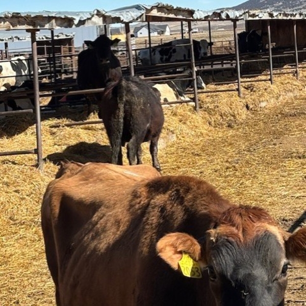 Idaho Dairies/Ranches - 17 Cows (Burley, ID)