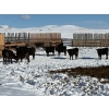 Image 5 : Antelope Butte Ranch - 842# March Delivery Steers - 70 Head (Lundbreck, AB) VBP+