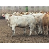 Image 2 : Brandt Boys Inc. - 975# August Delivery Heifers - 65 Head (Tolstoi, MB)