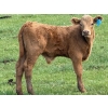 Image 10 : Oxbow Farms - 560# November Delivery Steer Calves - 190 Head (Melita, MB)