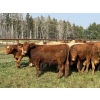 Image 4 : Winchester Cattle Company - 1025# September Delivery Grass Heifers - 38 Head (Leslieville, AB)
