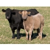 Image 3 : GW Murray Ranches - 675# November Delivery Steer Calves - 86 Head (Rolling Hills, AB)