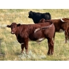 Image 5 : Kings Corner Farms - 860# August Delivery Grass Steers - 142 Head (Corning, SK)