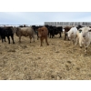 Image 5 : Vee Tee Feeders - 930# May Delivery Steers - 260 Head (Lloydminster, SK)