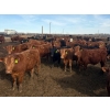 Image 2 : Van Hall Cattle Co. - 930# April/May Delivery Steers - 120 Head (Scandia, AB)