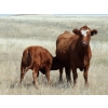 Image 4 : Mayfield Ranching - 565# Steer Calves - 140 Head (Etzicom, AB)