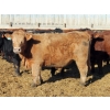 Image 7 : Lazy S Over U Cattle Co. - 1010# February Delivery Steers - 155 Head (Iron Springs, AB)
