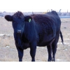 Image 3 : Ray Torkelson - 10 Black Angus/Simm X 2nd Calvers (Millicent, AB)