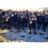 Image 2 : Bauer Ranching - 680# February Weaned Steers - 135 Head (Hilda, AB)