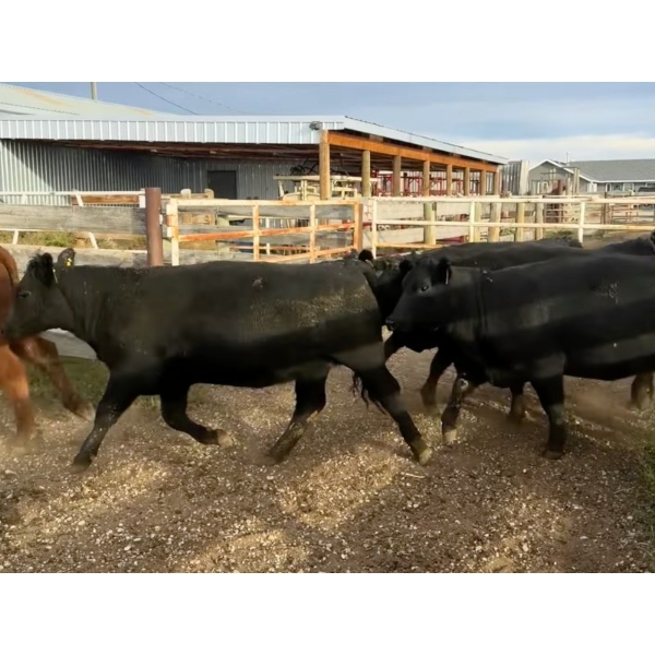 Shark Farms - 920# October Delivery Grass Heifers - 83 Head (Picture Butte, AB)