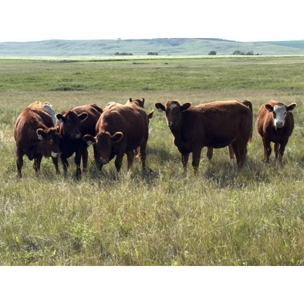 RJ Bart Stock Corp. - 925# August Delivery Grass Heifers - 60 Head (High River, AB)