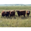 Image 1 : RJ Bart Stock Corp. - 925# August Delivery Grass Heifers - 60 Head (High River, AB)