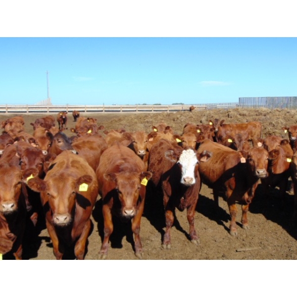 PSV Farms Ltd. - 830# July Delivery Heifers - 136 Head (Enchant, AB)