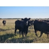Image 5 : Lazy S Four Ranches - 1030# September Delivery Grass Heifers - 60 Head (Donalda, AB)