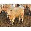 Image 7 : Rob Mossey - 910# April Delivery Steers - 68 Head (Vauxhall, AB)