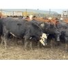 Image 2 : Fox Cattle Co. - 1025# November Delivery Open Heifers - 160 Head (Foam Lake, SK)