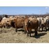 Image 2 : Jason & Kevin Szymanek - 860# May Delivery Steers - 60 Head (Stauffer, AB)