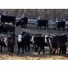 Image 6 : Bircham Ranch - 920# March Delivery Steers - 200 Head (Piapot, SK)