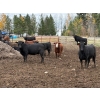 Image 4 : Avos Farms - 970# October Delivery Heifers - 64 Head (MacKay, AB)