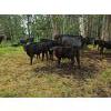 Image 3 : Vandenhoven Farms - 650# November Delivery Steer Calves - 95 Head (Rimbey, AB) VBP+