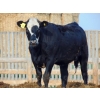 Image 9 : PSV Farms Ltd. - 840# June Delivery Heifers - 74 Head (Enchant, AB)