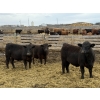 Image 4 : Gary Dickson - 969# May Delivery Steers - 65 Head (Leslieville, AB)
