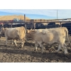 Image 3 : Midpoint Farms - 25 Tan/Silver February/March Bred Heifers (Drayton Valley, AB)