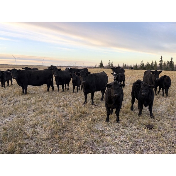 Tyler Hronek - 730# November Delivery Steer Calves - 55 Head (Halkirk, AB)