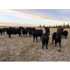 Image 1 : Tyler Hronek - 640# November Delivery Heifer Calves - 40 Head (Halkirk, AB)