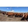 Image 8 : Cattlewood Farms Ltd. - 940# June/July Delivery Heifers - 100 Head (Fincastle, AB)