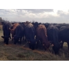 Image 3 : 7L Ranch - 900# Oct/Nov Grass Heifers - 68 Head (Lakeland, MB) VBP+