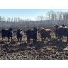 Image 5 : Rice Farms - 960# May Delivery Steers - 124 Head (Lacombe, AB)