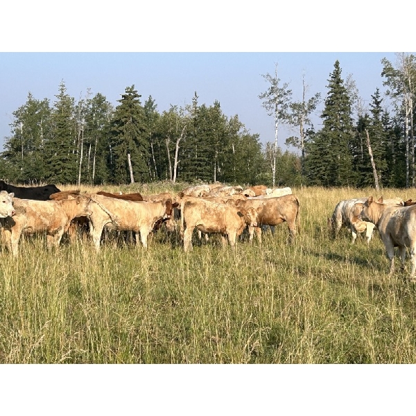 Leonard Parke - 980# September Grass Heifers - 65 Head (High Prairie, AB)