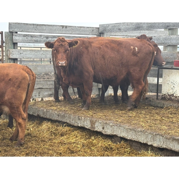 Flat Iron Farming - 5 Middle-Aged Cows (Pen 514)