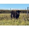 Image 4 : George Ranching - 600# November Delivery Steer Calves - 100 Head (Marwayne, AB)