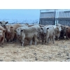 Image 2 : Jason Szymanek - 800# January Delivery Steers - 150 Head (Stauffer, AB)