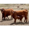 Image 3 : Meyer Cattle Inc. - 20 Red Angus X 2nd Calf Pairs (Lethbridge, AB)