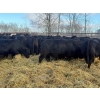 Image 6 : Zuchkan Farms Land & Livestock Ltd. - 50 Black Angus April/May Calving Bred Heifers (Foam Lake, SK)