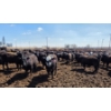 Image 2 : Cattlewood Farms Ltd. - 830# April Delivery Heifers - 70 Head (Vauxhall, AB)