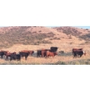 Image 2 : Wyatt & Meg Isaacson - 965# Sept/Oct Delivery Grass Steers - 315 Head (Killdeer, SK)