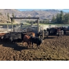 Image 3 : John Lindquist/Haynes Ranch - 620# November Delivery Steer Calves - 70 Head (Rock Creek, BC)