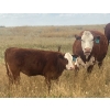 Image 9 : Blaine & Sue Hudec - 615# November Delivery Steer Calves - 80 Head (Jenner, AB)