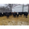 Image 2 : 7L Ranch - 755# March Delivery Steers - 79 Head (Lakeland, MB) VBP+