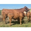 Image 11 : Mullen Land & Cattle Co. - 650# September Delivery Steer Calves - 95 Head (Peers, AB)