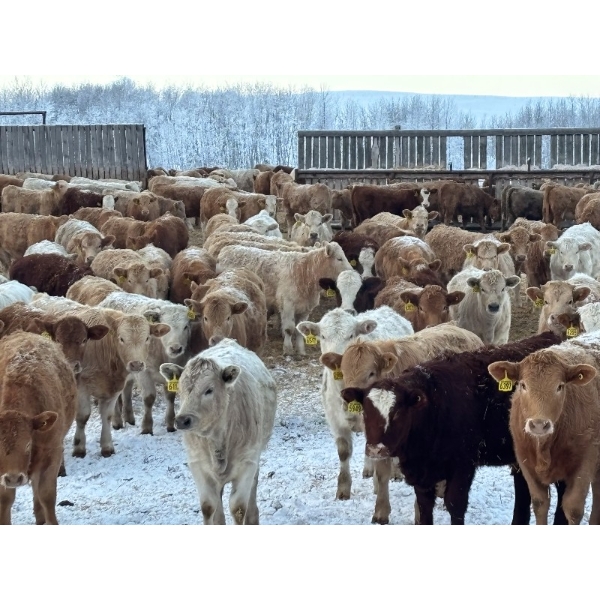 Box Anchor Farms - 930# March Delivery Heifers - 195 Head (Dewberry, AB)
