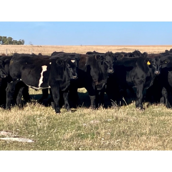 Kings Corner Farms - 840# October Delivery Grass Steers - 40 Head (Corning, SK)