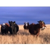 Image 2 : 98 Ranch - 7 RBF/RWF May/June Calving Bred Heifers (Lake Elma, SK)