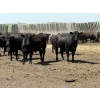 Image 2 : Hegedys Ranching - 1175# August Delivery Steers - 190 Head (Acme, AB)