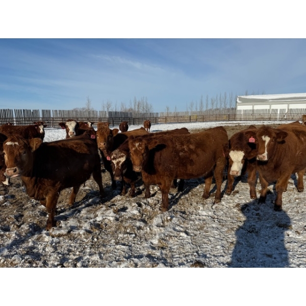 Greg Trewin - 30 RBF/RWF/Red Bred Heifers (Coulter, MB)